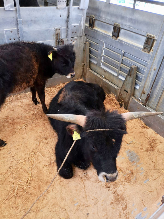 Stier Ruprecht und Kalb Olga im Transporter.jpg