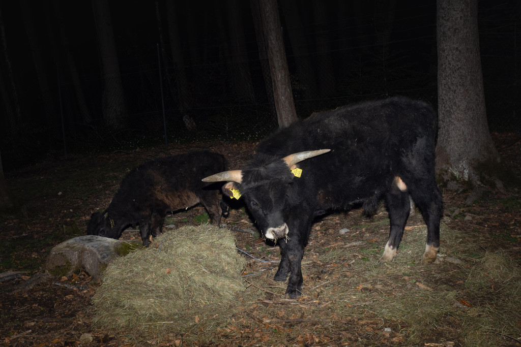 Tiere bei der ersten Mahlzeit in FK.jpg