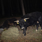 Tiere bei der ersten Mahlzeit in FK.jpg