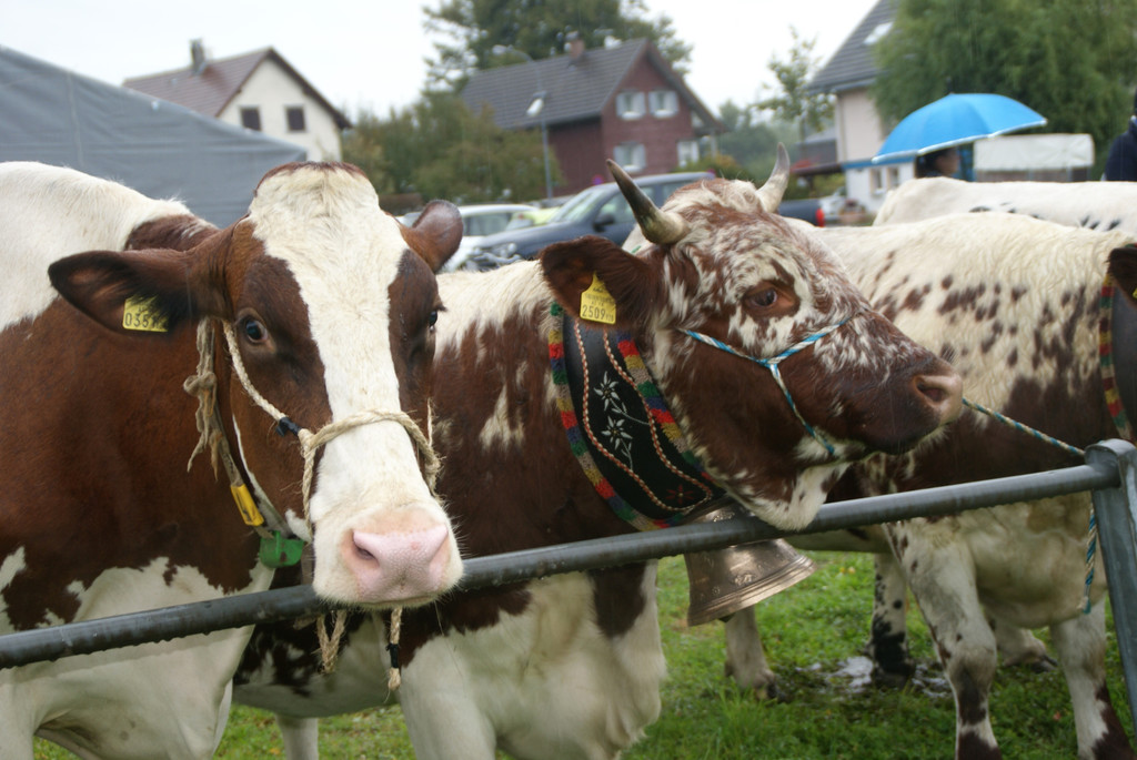Traditionelle Viehausstellung.JPG