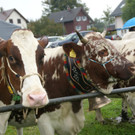 Traditionelle Viehausstellung.JPG