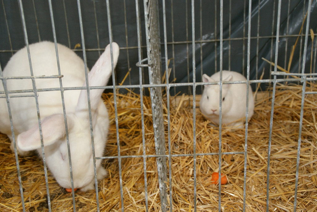 Das Gr____te und das kleinste Kaninchen.JPG