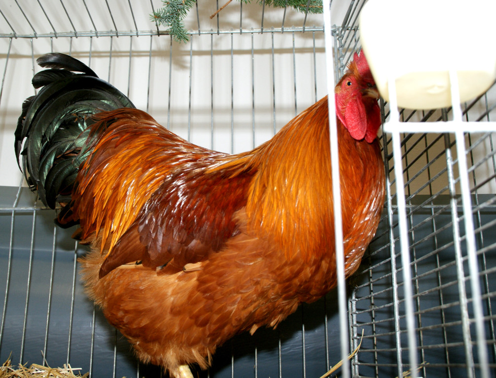 Ein stolzer Hahn.JPG