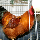 Ein stolzer Hahn.JPG