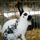 Meister Lampe pr__sentiert sich.JPG