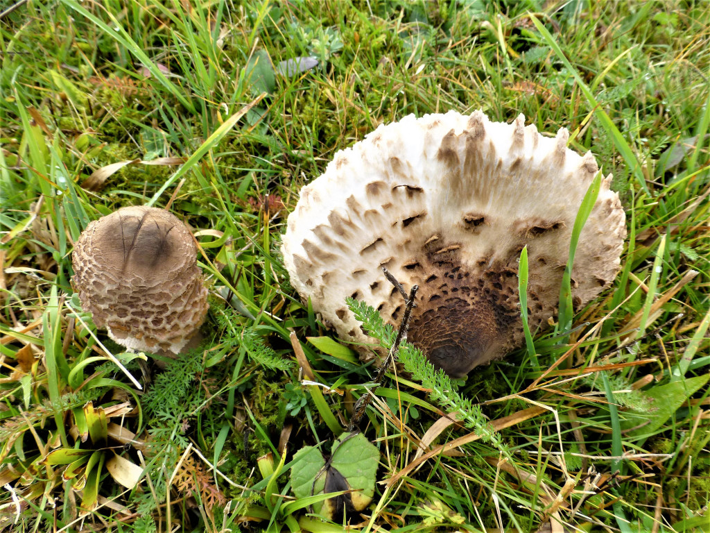 P1100869.JPG
