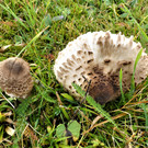 P1100869.JPG