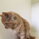 Katze von der Westautobahn nahe St. Pölten gerettet: Die kleine Samtpfote