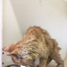 Katze02_A1.jpg