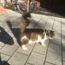 Katze zugelaufen 
