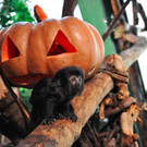 Halloween-KatherinaSuchel2.jpg
