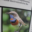 Ausstellung "Helle Not" über Lichtverschmutzung