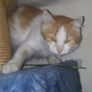 Katze aus Lustenau