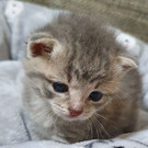 Mutterloses Katzenbaby-Trio aus Misthaufen gerettet: Das sind Balu, Bandit und Bella