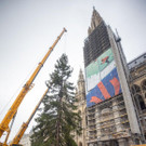 Salzburger Christbaum am Wiener Rathausplatz aufgestellt