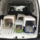 Wiener Polizei schnappt Welpenhändler in Liesing: Die sichergestellten Hunde
