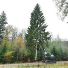 Ernte mittels Starkholzharvester_c___Bf-Archiv_Wolfgang Simlinger_3904.jpg