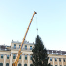 Baum wird in Schacht versenkt _c_www_weihnachtsmarkt_co_at_FOTOFALLY_3904.JPG