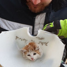Katze steckte in Kunststofftank