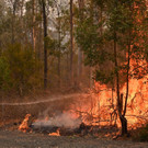 AFP_1M45DF.jpg