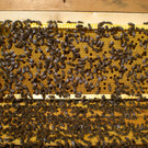 Bienen-und-Brut n.jpg