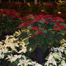 DSC_0063.JPG