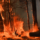 AFP_1M712H.jpg