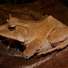 Zipfelfrosch1-GuentherHulla.jpg