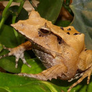 Zipfelfrosch2-GuentherHulla.jpg