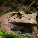 Zipfelfrosch3-GuentherHulla.jpg