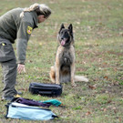 Militärhunde in Kaisersteinbruch