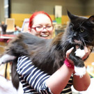 Internationale Katzenausstellung: Eindrücke vom Event