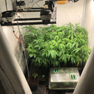 Bilder der Plantage
