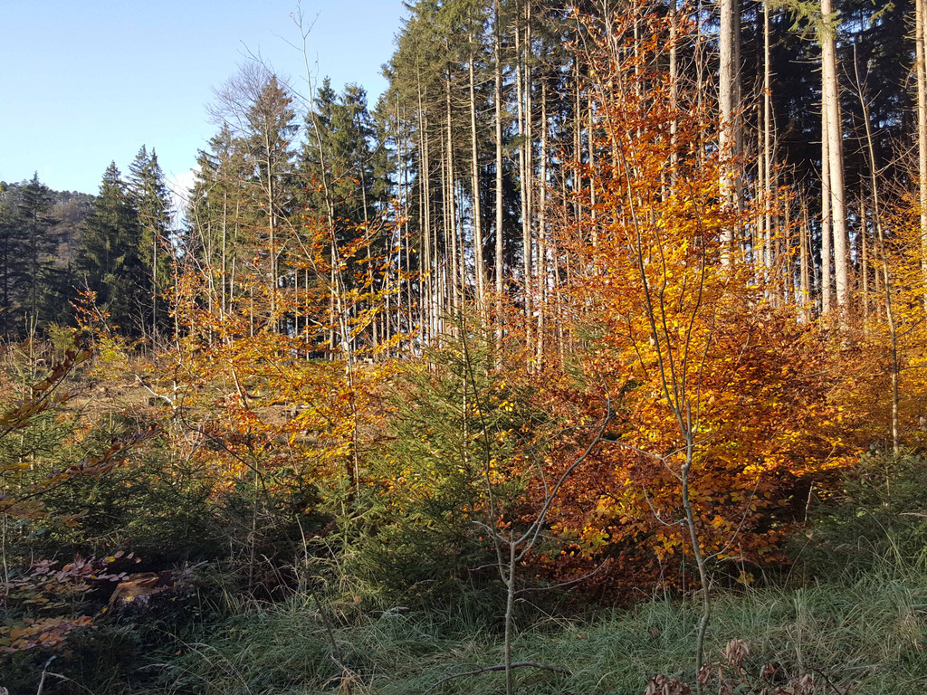 20191113_145903_bearbeitet-1.jpg