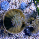 Mangrovenquallen im Haus des Meeres