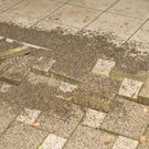 FW_G__tzisGasverpuffung14.JPG