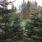 IMG_7619.JPG