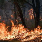 AFP_1MV5B5.jpg