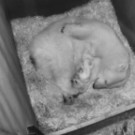 Das Eisbären-Baby im Tiergarten Schönbrunn: In der Wurfbox