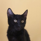 Junger Kater am Nikolaustag in Mödling ausgesetzt