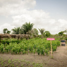 Sutterlu_____ty Baumschule_in_Togo_CHK5585.jpg