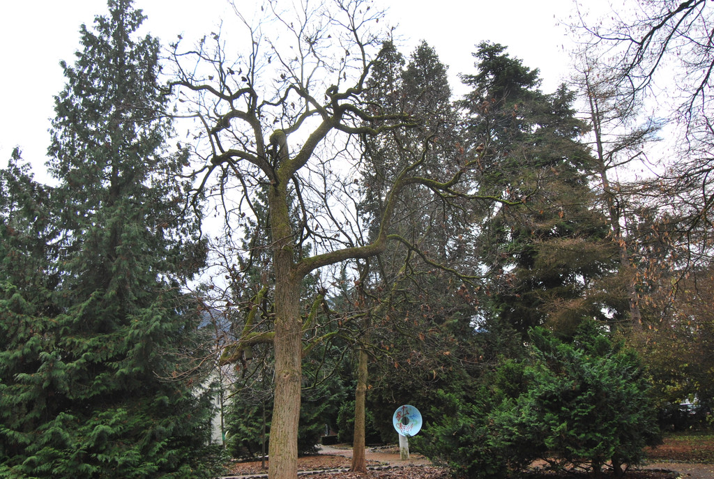 DSC_2123.JPG