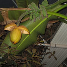 IMG_2981.JPG