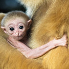 Nachwuchs bei den Weißhandgibbons im Tiergarten Schönbrunn: Erste Bilder des Affen-Babys