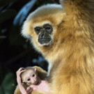 PA_Gibbon2.jpg
