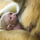 PA_Gibbon3.jpg