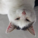 Kater Max vermisst 