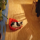 Kater Max vermisst 