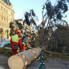 Christbaum am Wiener Rathausplatz gefällt