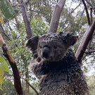 Der überschwemmte Australian Reptile Park